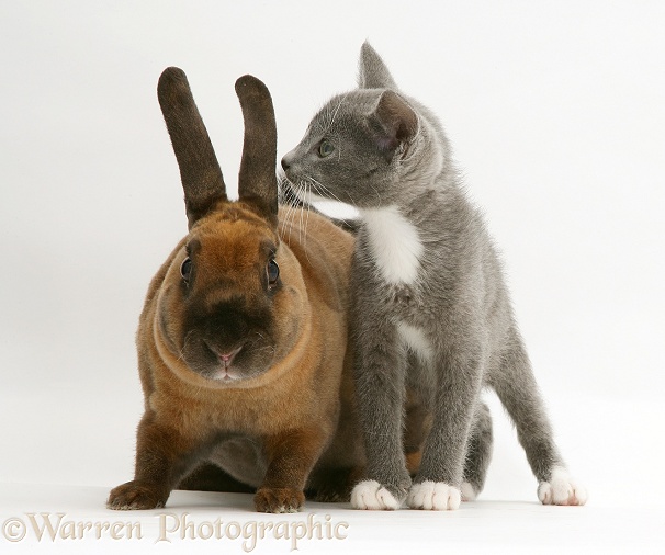 Blue-and-white Burmese-cross kitten, Levi, with Sandy Lop rabbit, white background