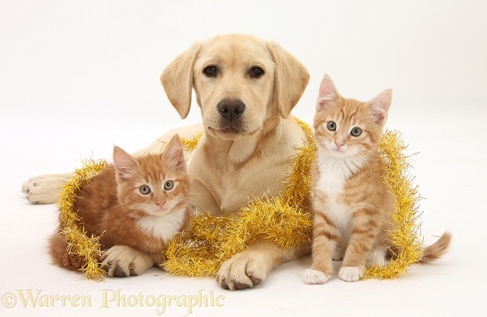 Ginger kittens, Tom and Butch, 10 weeks old, and Yellow Labrador pup with Christmas tinsel, white background