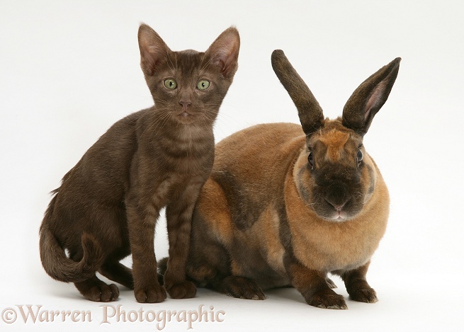 Brown Burmese-cross kitten with sooty-red Rex rabbit, white background