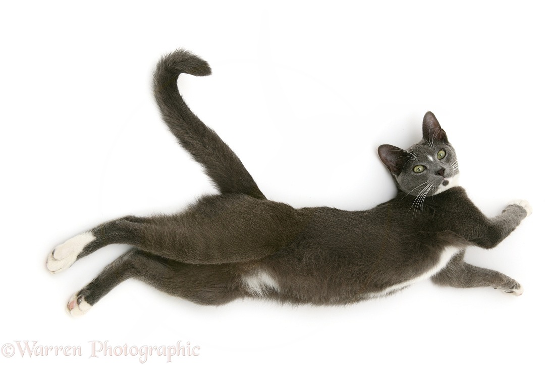 Blue-and-white Burmese-cross cat, Levi, stretching out on the floor, white background