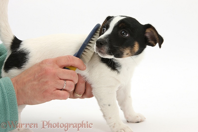 Grooming Jack Russell Terrier pup, Rubie, 9 weeks old, with a brush, white background