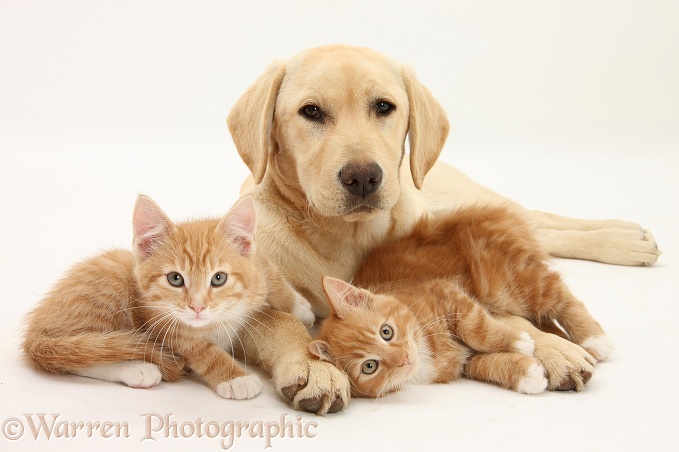 Ginger kittens, Tom and Butch, 10 weeks old, with Yellow Labrador Retriever pup, white background