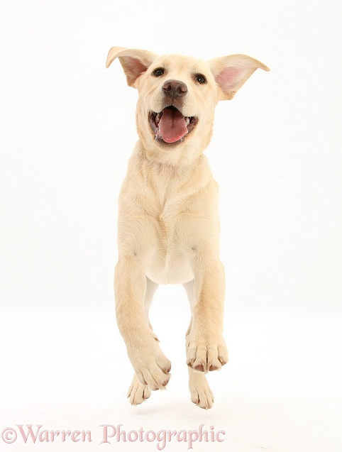 Yellow Labrador pup, 5 months old, leaping forward, white background