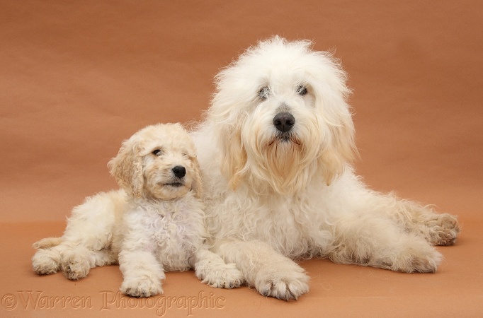 White Labradoodle bitch and pup
