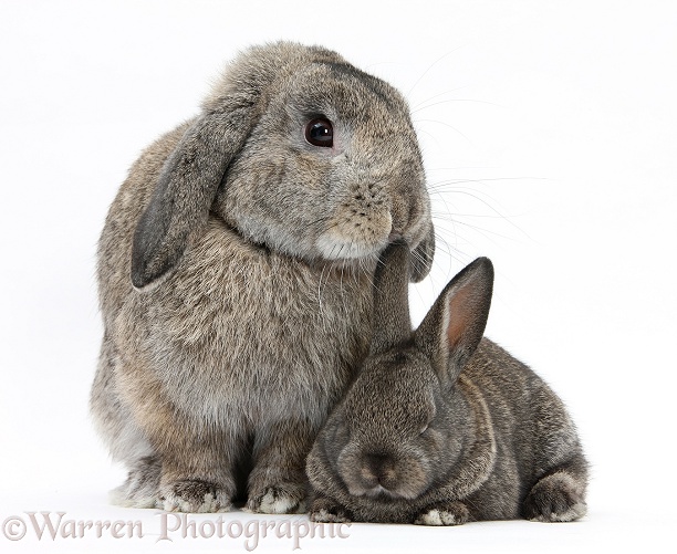 Adult Lop and baby agouti rabbits, white background