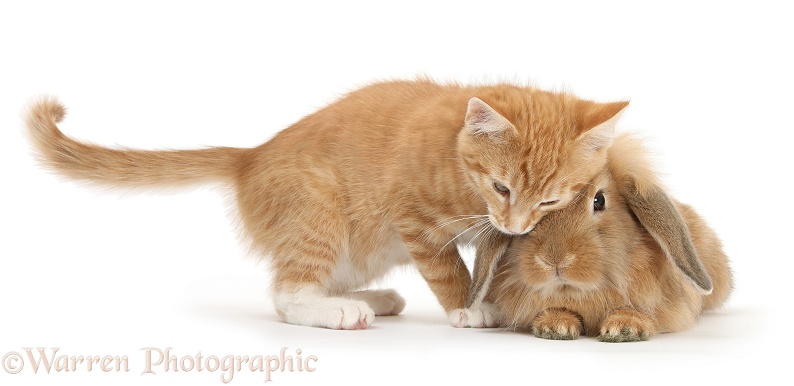 Ginger kitten, Tom, 11 weeks old, and young Sandy Lop rabbit, white background