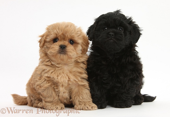 Peekapoo pups, 7 weeks old, white background