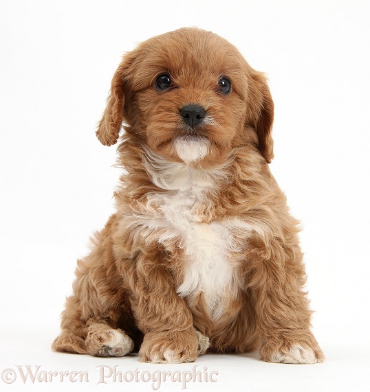 Cavapoo pup, 6 weeks old, white background