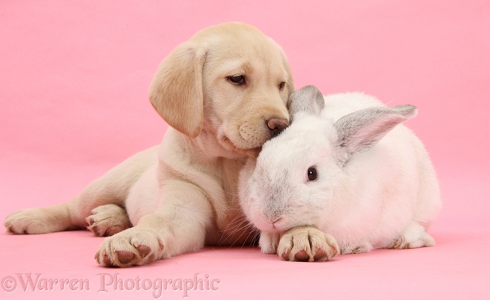 Yellow Labrador Retriever pup, 10 weeks old, and white rabbit