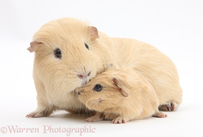 Yellow adult and baby Guinea pigs, white background