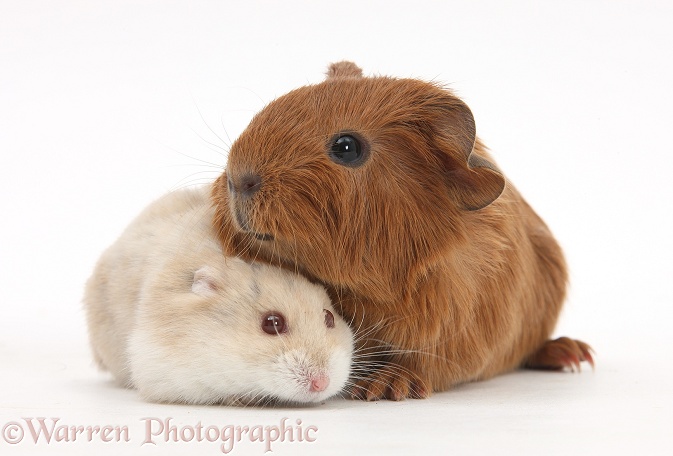 Baby Guinea pig and Russian Hamster, white background