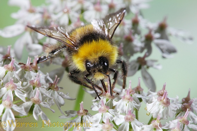 Common White-tailed Bumblebee (Bombus leucorum) on Hogweed (Heracleum sphondylium)