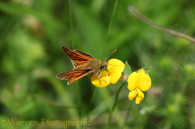 Large Skipper Butterfly (Ochlodes venatus) male on Birdsfoot Trefoil