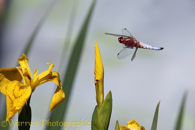 Broad-bodied Chaser Dragonfly (Libellula depressa) male flying to yellow flag irises