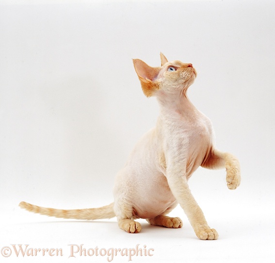 Red-point Devon Si-Rex male cat, Archie, 6 months old, white background