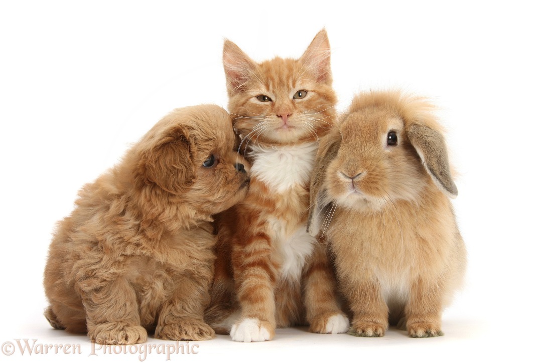 Peekapoo pup, Ginger kitten, Butch, 11 weeks old, and Sandy Lop rabbit, white background