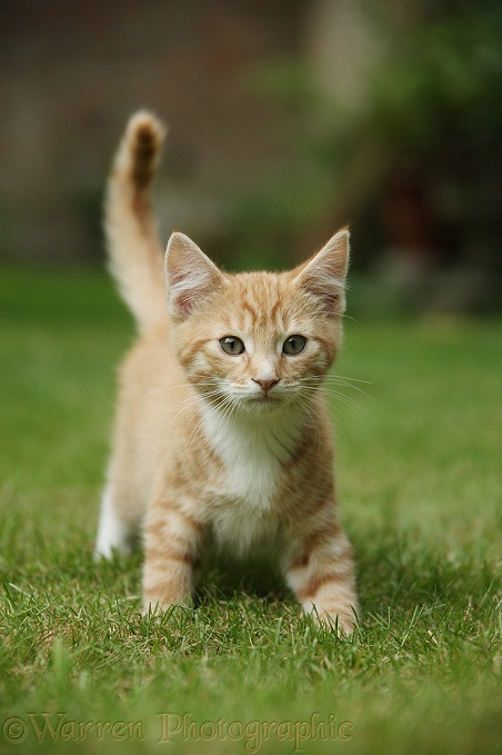 Ginger kitten, Tom, 12 weeks old, walking on a lawn
