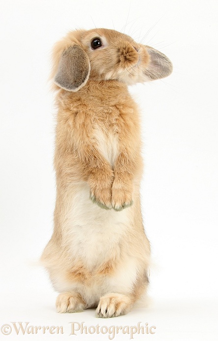Sandy Lop rabbit sitting up on its haunches, white background