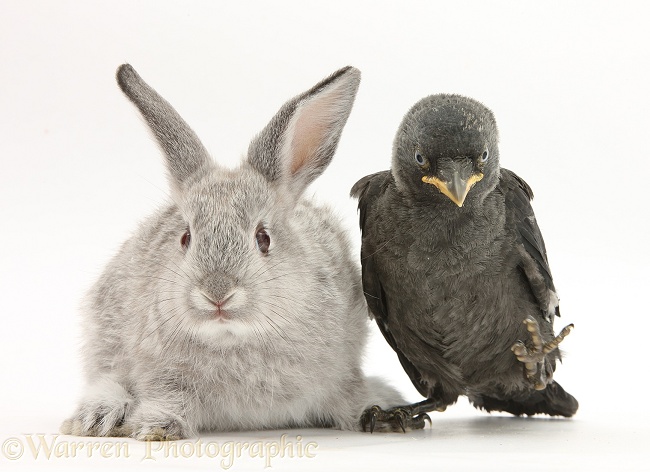 Baby silver rabbit and baby Jackdaw (Corvus monedula), white background