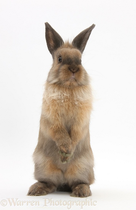 Lionhead-cross rabbit sitting up on its haunches, white background