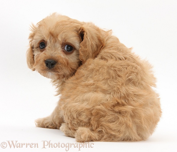 Cavapoo pup looking over its shoulder, white background