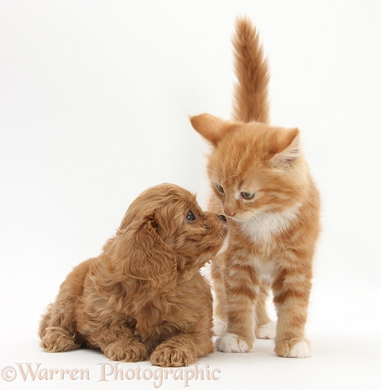 Ginger kitten, Butch, 9 weeks old, and Cavapoo pup, white background