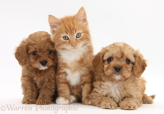 Ginger kitten, Butch, 9 weeks old, and Cavapoo pups, white background