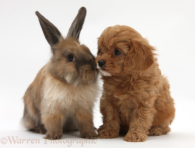 Cavapoo pup and Lionhead-cross rabbit, white background