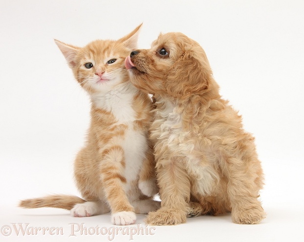 Ginger kitten, Tom, 9 weeks old, and Cavapoo pup, white background