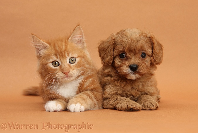 Ginger kitten, Butch, 9 weeks old, and Cavapoo pup on brown background