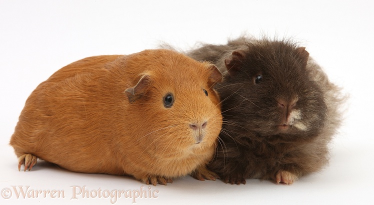 Red and shaggy Guinea pigs, white background