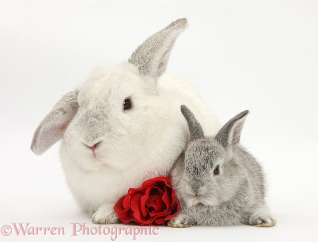 White and silver Lop rabbits and rose, white background