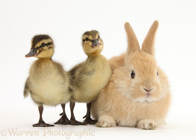 Young Sandy Lop rabbit and Mallard ducklings, white background