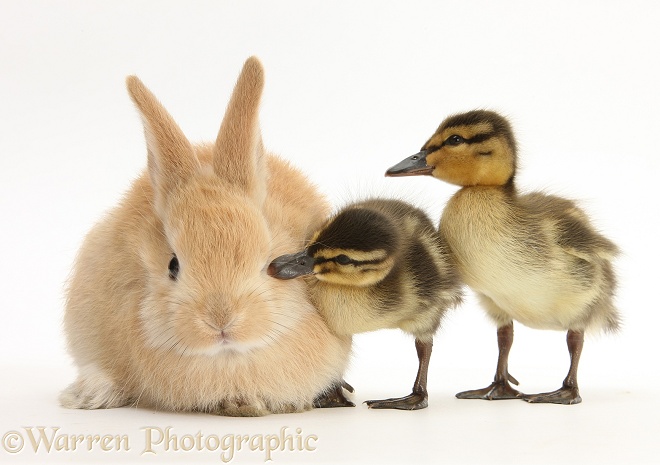 Young Sandy Lop rabbit and Mallard ducklings, white background