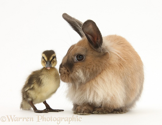 Young Lionhead-Lop rabbit and Mallard duckling, white background