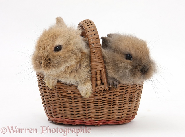 Two baby Lionhead-cross rabbits in a wicker basket, white background