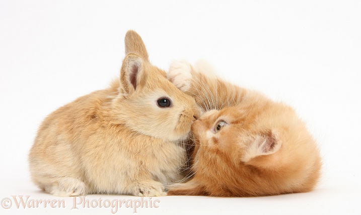Ginger kitten, Butch, 7 weeks old, and baby sandy Lop rabbit, white background