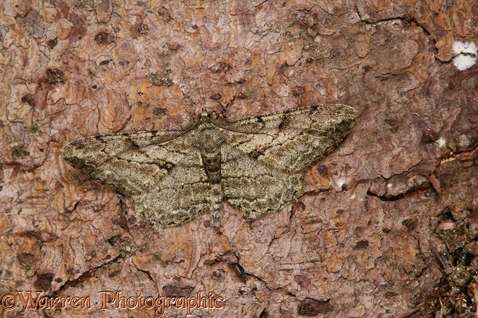 Pale Oak Beauty Moth (Hypomecis punctinalis) male