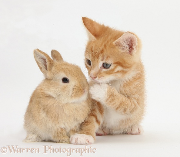 Ginger kitten, Tom, 7 weeks old, and baby sandy Lop rabbit, white background