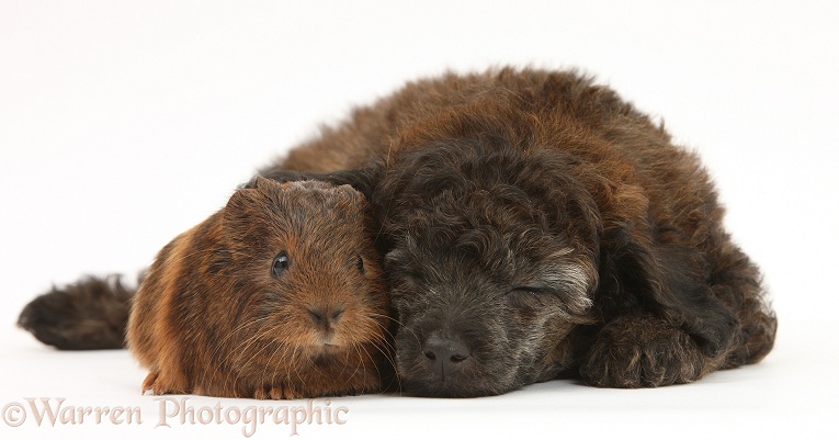 Sleepy red merle Toy Poodle pup, and baby Guinea pig, white background
