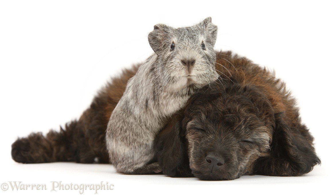Sleepy red merle Toy Poodle pup, and silver Guinea pig, white background