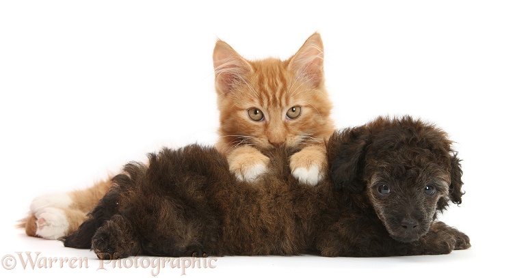 Ginger male kitten, Butch, 3 months old, and red brindle Toy Poodle pup, white background