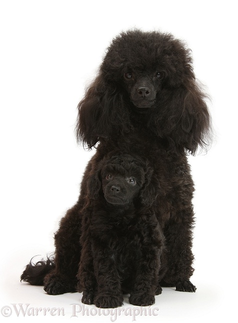 Black toy poodle bitch and 7-week-old pup, white background