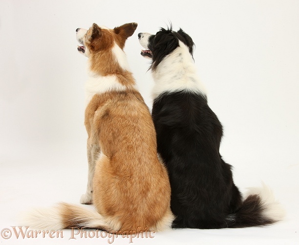 Red merle Border Collie, Zeb, and black-and-white Border Collie, Phoebe, sitting together, back view, white background