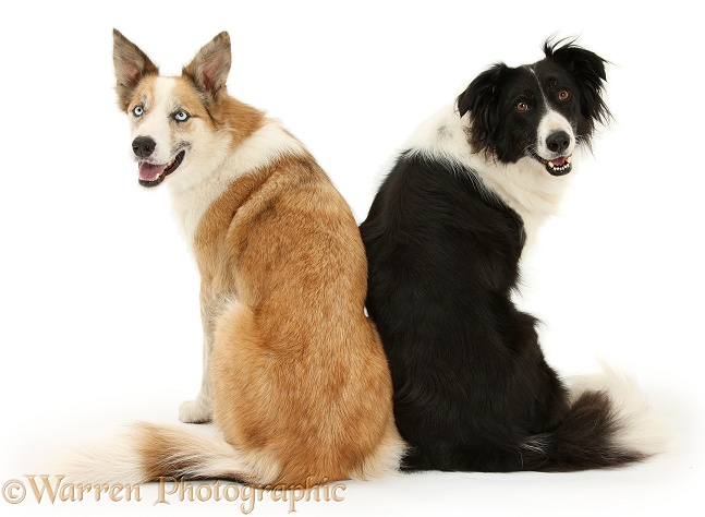 Red merle Border Collie, Zeb, and black-and-white Border Collie, Phoebe, looking over their shoulders, white background