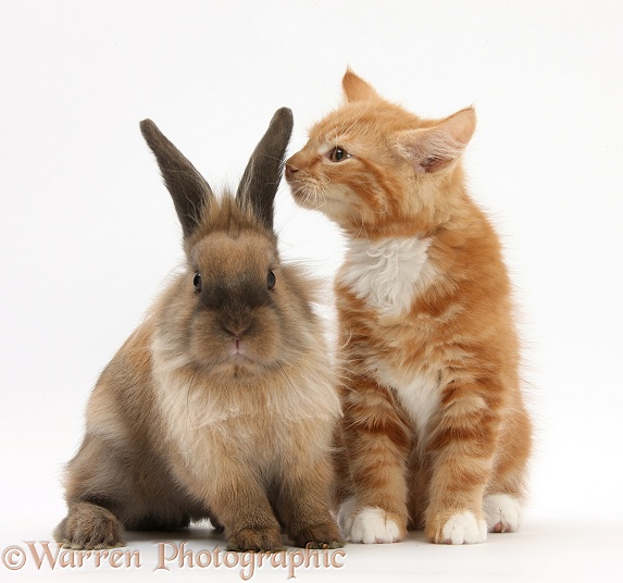 Ginger kitten, Butch, 11 weeks old, and young Lionhead-cross rabbit, white background