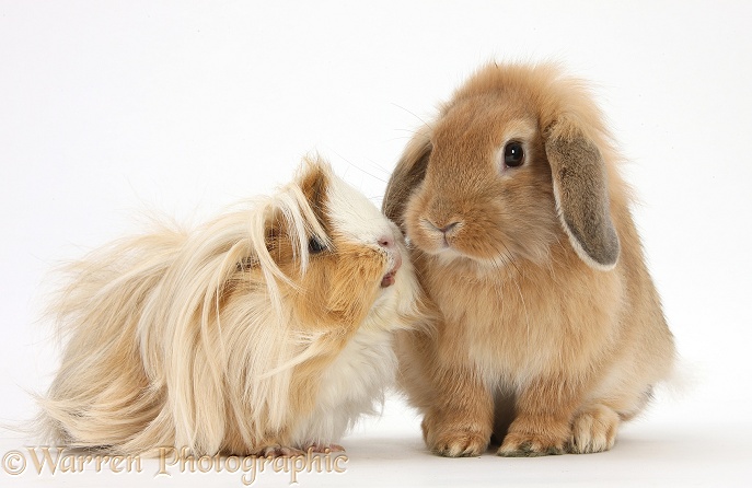 Bad-hair-day Guinea pig and Sandy Lop rabbit, white background