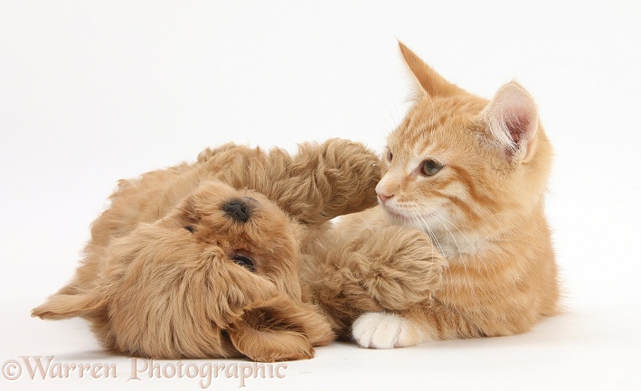 Peekapoo pup and ginger kitten, Tom, 11 weeks old, white background