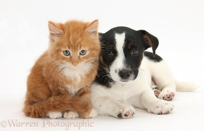 Jack Russell Terrier pup, Rubie, 9 weeks old, with a ginger kitten, Butch, 7 weeks old, white background