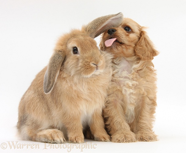 Cavapoo pup and Sandy Lop rabbit, white background
